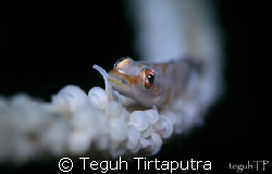Captured in Bunaken, Manado, Indonesia by Teguh Tirtaputra 